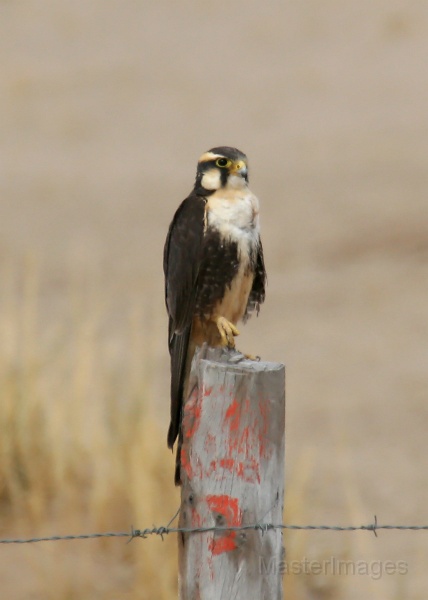 IMG_8957c.jpg - Aplomado Falcon (Falco femoralis)